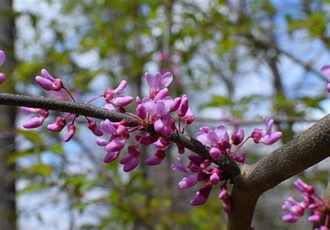 How To Plant A Redbud Tree Redbud Tree Care Perfect Plants