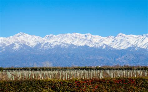 Mendoza, Argentina: Uco Valley, Luján de Cuyo, Maipú - Vida Wines