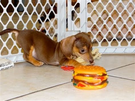 Dachshund puppies for sale in alabama. Miniature Dachshund, Puppies, Dogs, For Sale, In ...