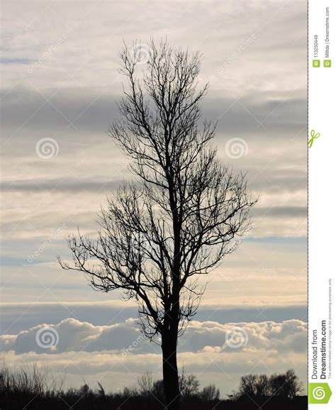 Beautiful Single Tree In Autumn Lithuania Stock Image Image Of Black