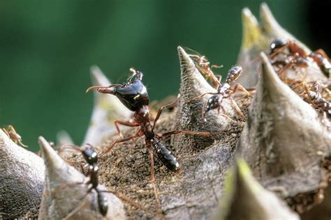 Army Ants Photograph By Patrick Landmannscience Photo Library Fine