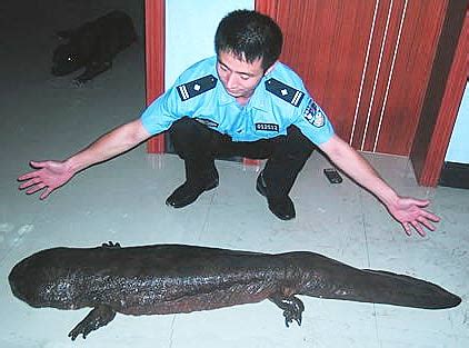 No the japanese giant salamander is the smallest of the large salamanders. Salamanders - research seminar