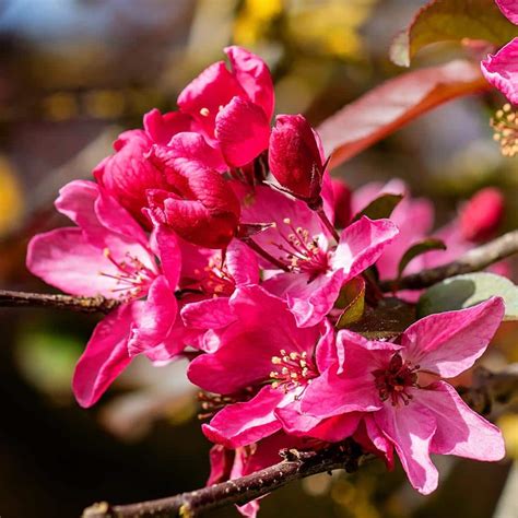 5 Gal Profusion Crabapple Tree With Pink Blossoms Crapro05g The Home