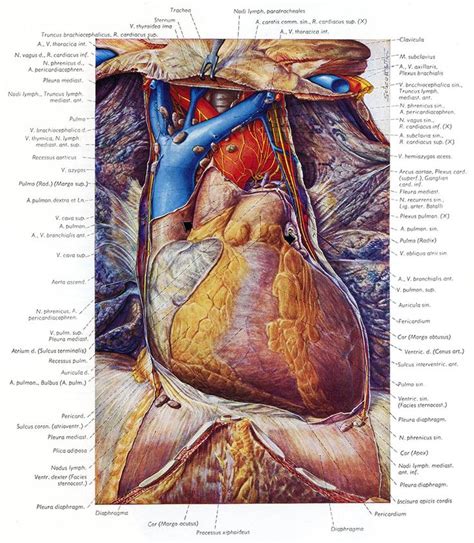 10 Besten Topographische Anatomie Des Menschen — Топографическая
