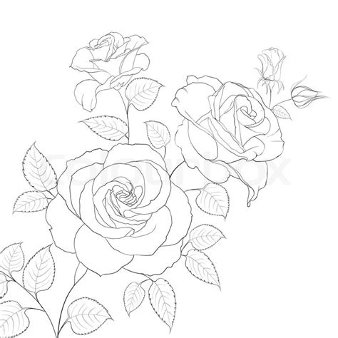 Realistic Rose Drawing Outline