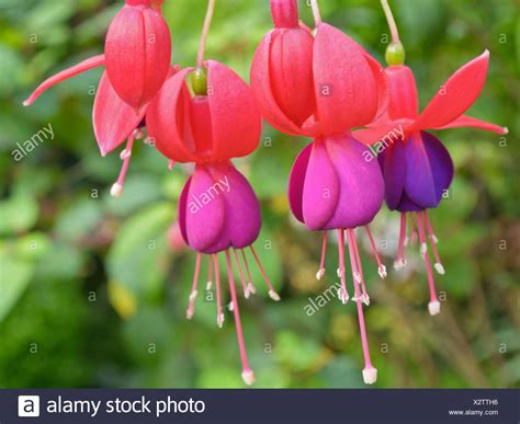 Eardrops Fuchsia High Resolution Stock Photography And Images Alamy