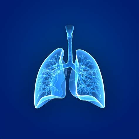 Human Lungs Posterior View Stock Illustration Illustration Of