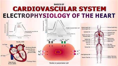 Electrophysiology Of The Heart And Cardiovascular System Youtube