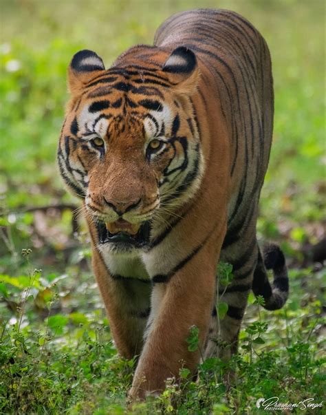 The Dominant Male Bengal Tiger In Kanha India He Is Estimated To