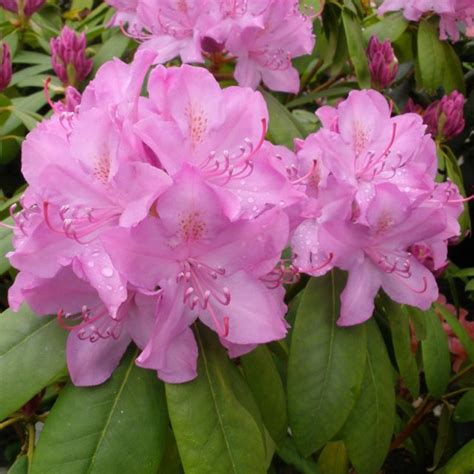 Хотите купить саженцы рододендрона гибридного розеум элеганс (rhododendron roseum elegans)?зайдите на. Buy Rhododendron Roseum Elegans - Roseum Elegans online ...