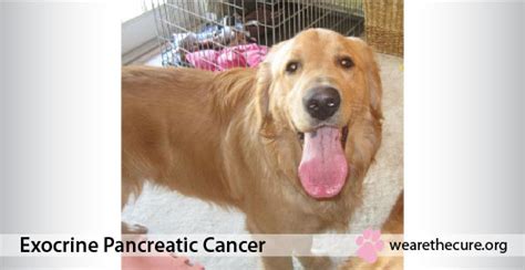 Pancreatic Cancer In Dogs The National Canine Cancer Foundation