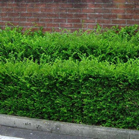 Lonicera Hedge (Lonicera pileata) - Hedges Direct UK