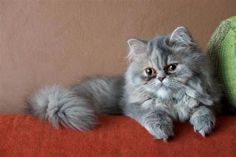 Persian Cat The Essential Breed Guide I Pets4you