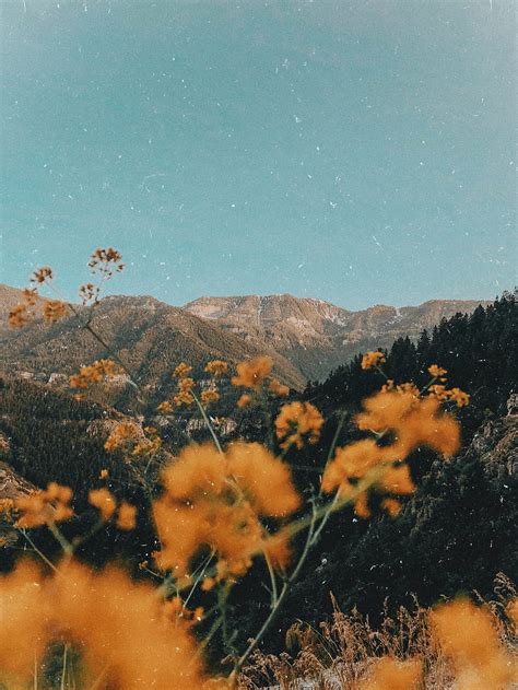 Yellow Dreams Nature Aesthetic Landscape Graphy Nature Graphy Retro