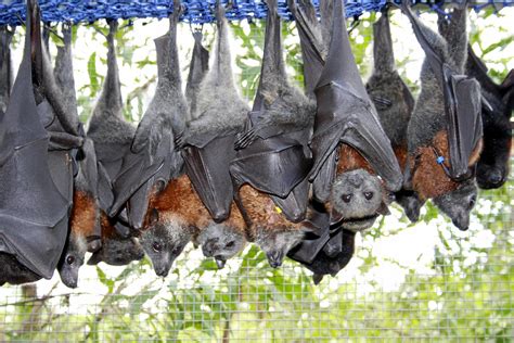 Plan To Manage Three Local Flying Fox Camps Coffs Coast Advocate