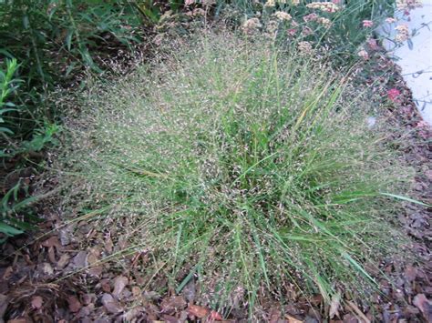 The project gutenberg ebook of leaves of grass, by walt whitman. Ornamental Love Grass - Requirements For Love Grass In The ...