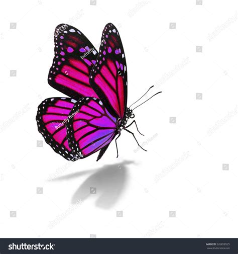 Beautiful Pink Monarch Butterfly Isolated On Stock Photo