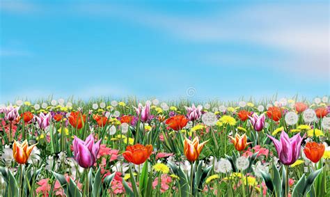 Spring Flowers And Sky Stock Illustration Image 67235479