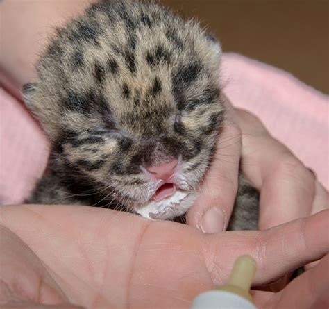 Two Cute Clouded Leopard Cubs Born In Tampa Zooborns