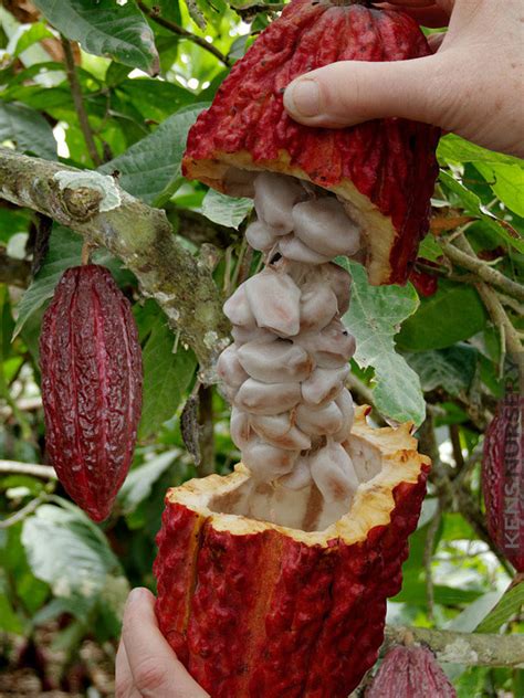 Real Chocolate Tree Theobroma Cacao Kens Nursery