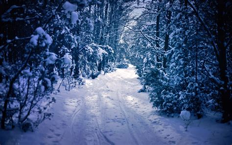 Narrow Path Through Snowy Forest
