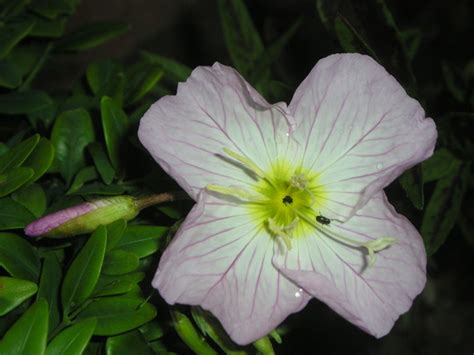 Choose your favorite pink evening primrose designs and purchase them as wall art, home decor, phone cases, tote bags, and more! Pink evening primrose : Grows on You