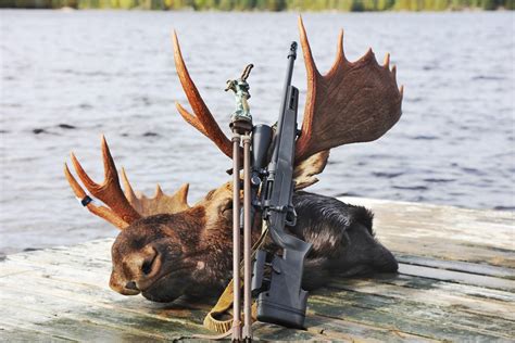 The End Of A Successful Moose Hunt A Month Ago Rguns