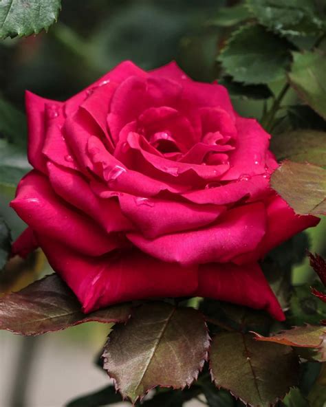 Rosé Dark Colorful Roses Single Rose Most Beautiful Flowers Green