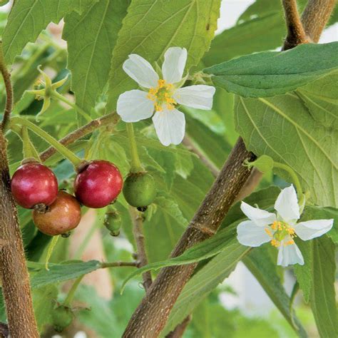 Buy Muntingia Calabura Pancharappazham Birds Cherry Cotton Candy