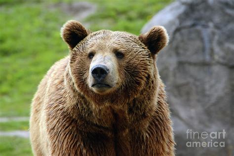 Grizzly Bear Curious Bear Closeup Portrait Photograph By Georgia Evans