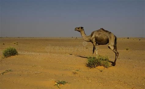 Camels Of The Sahara Desert Stock Photo Image Of Animal Wild 239633624