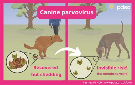 Parvovirus In Dogs Pdsa
