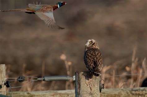 320 Best Short Eared Owl Images On Pholder Superbowl Birding And The