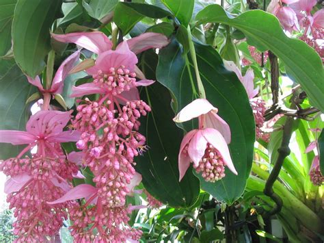 However, the nation's flora and fauna are under severe threat and have experienced a 70 percent depletion of original growth. Medinilla Magnifica, aka the Malaysian Orchid or the Pink ...