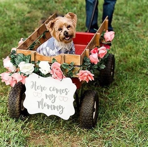25 Instagram Worthy Ways To Include Your Dog In The Wedding Wedding