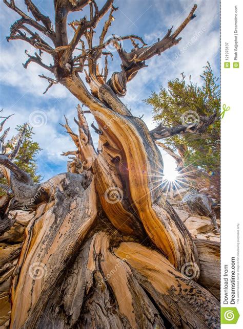 Bristlecone Pine The Oldest Tree In The World In Sunny Day