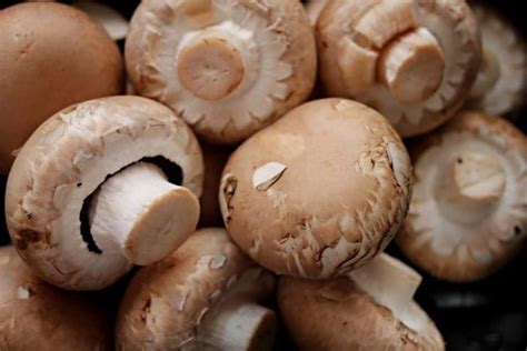 Can You Eat Mushrooms When Pregnant? A Complete Guide - Pregnancy Food ...