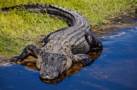 Where Do Alligators Live Animal Corner