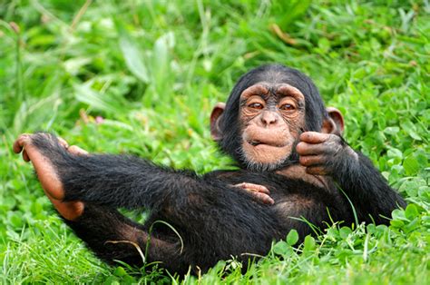 Cute Tv Chimps May Harm Their Wild Kin Wired