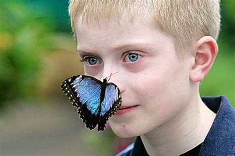 Exhibit Offers Chance To See Butterflies Up Close London Evening
