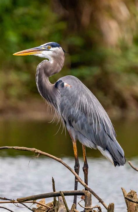 The Grey Heron Birds To Look Out For In Your Garden Part 1