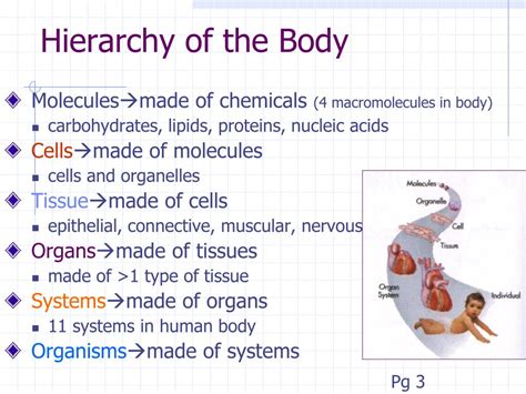 Structural Hierarchy Of The Human Body