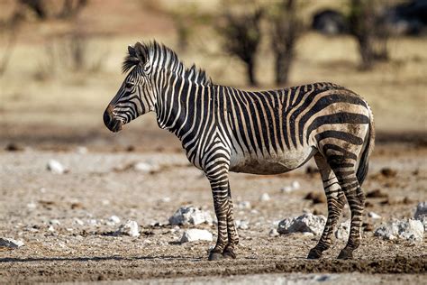 Ideal habitat and tank conditions. Mountain zebra - Wikipedia