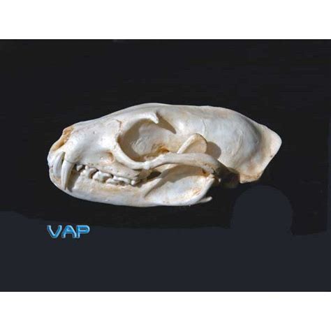 Asian Palm Civet Female Skull Replica Dinosaurs Rock Superstore Fossil And Mineral Specimens