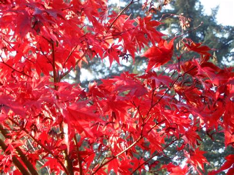 Japanese Maple Bloodgood Japanese Maple Fall Colors Plants