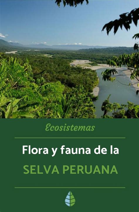 Descubre La Selva De Perú O Selva Peruana Sus Características De Clima