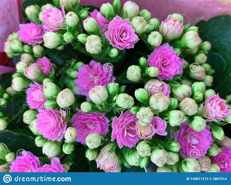 Doordat de verzorging ook nog eens erg gemakkelijk is, kan deze kamerplant bestempeld worden als een grote favoriet in de nederlandse huiskamer. Houseplant Met Heldere Roze Bloemen Kalanchoe Stock ...
