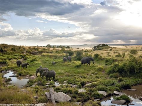 Interesting Facts About Maasai Mara National Reserve Just Fun Facts