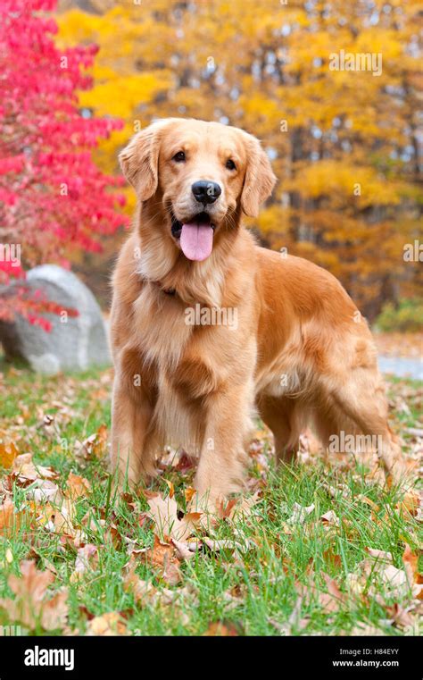 Golden Retriever Canis Familiaris Stock Photo Alamy