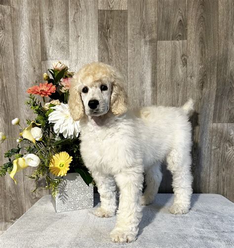 puppy, for, sale, Standard Poodle, John Stoltzfus, dog, breeder